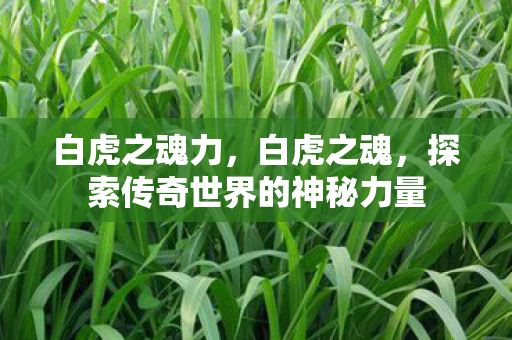 白虎之魂力，白虎之魂，探索传奇世界的神秘力量