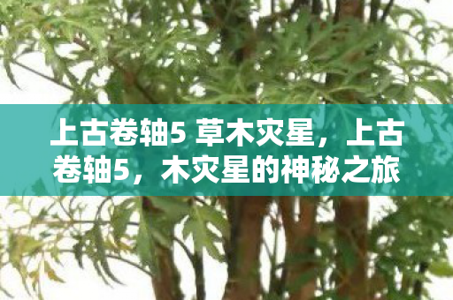 上古卷轴5 草木灾星，上古卷轴5，木灾星的神秘之旅