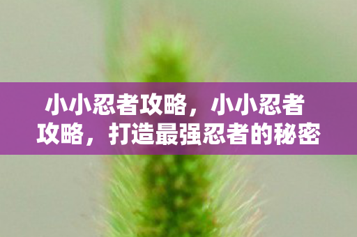 小小忍者攻略，小小忍者 攻略，打造最强忍者的秘密