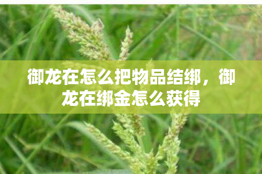 御龙在怎么把物品结绑，御龙在绑金怎么获得