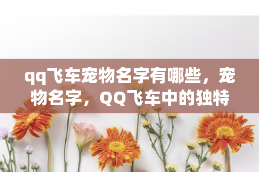 qq飞车宠物名字有哪些，宠物名字，QQ飞车中的独特存在