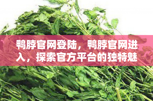 鸭脖官网登陆，鸭脖官网进入，探索官方平台的独特魅力与安全保障