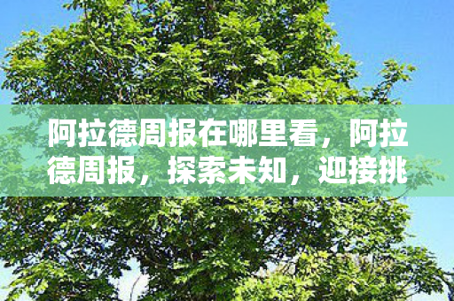 阿拉德周报在哪里看，阿拉德周报，探索未知，迎接挑战