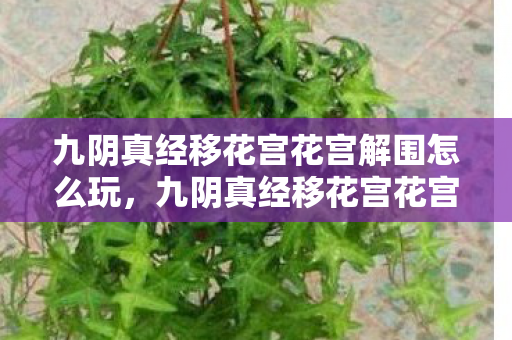 九阴真经移花宫花宫解围怎么玩，九阴真经移花宫花宫解围，江湖奇遇与门派风采