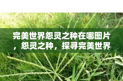 完美世界怨灵之种在哪图片，怨灵之种，探寻完美世界的神秘之地