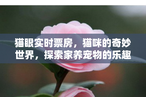 猫眼实时票房，猫咪的奇妙世界，探索家养宠物的乐趣与责任