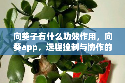 向葵子有什么功效作用，向葵app，远程控制与协作的便捷工具