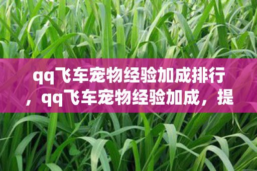 qq飞车宠物经验加成排行，qq飞车宠物经验加成，提升游戏乐趣，助力竞速梦想