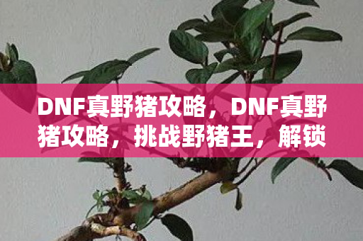 DNF真野猪攻略，DNF真野猪攻略，挑战野猪王，解锁终极装备