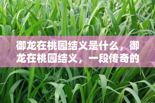 御龙在桃园结义是什么，御龙在桃园结义，一段传奇的兄弟情谊