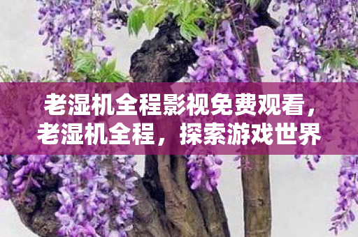 老湿机全程影视免费观看，老湿机全程，探索游戏世界的深度与广度