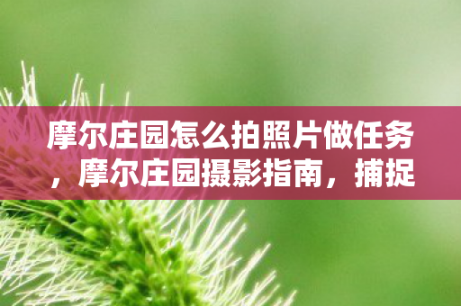 摩尔庄园怎么拍照片做任务，摩尔庄园摄影指南，捕捉庄园美好瞬间