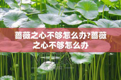 蔷薇之心不够怎么办?蔷薇之心不够怎么办