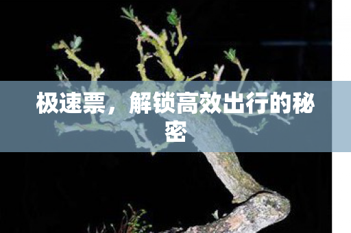 极速票，解锁高效出行的秘密