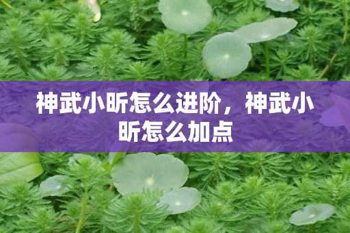 神武小昕怎么进阶，神武小昕怎么加点