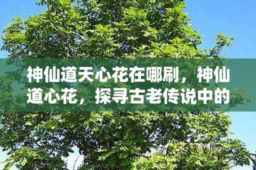 神仙道天心花在哪刷，神仙道心花，探寻古老传说中的神秘花卉