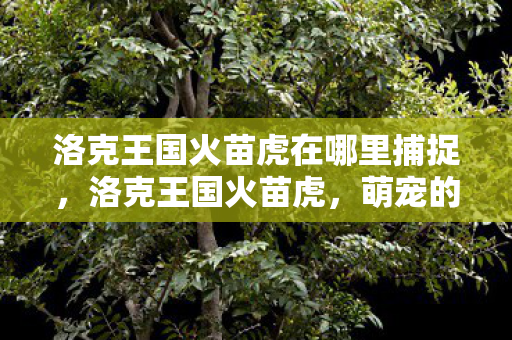 洛克王国火苗虎在哪里捕捉，洛克王国火苗虎，萌宠的奇幻之旅