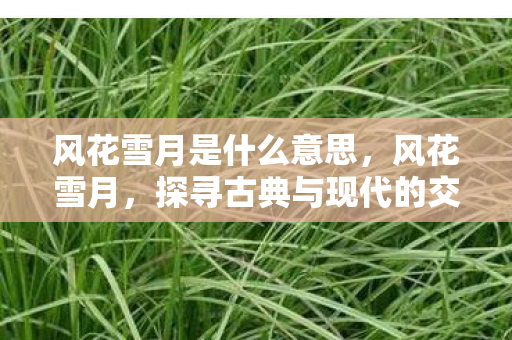 风花雪月是什么意思，风花雪月，探寻古典与现代的交织之美