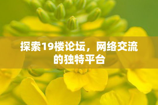 探索19楼论坛，网络交流的独特平台