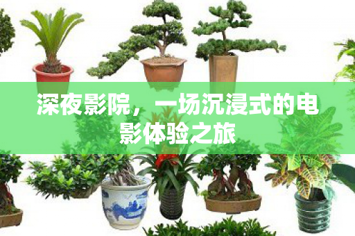 深夜影院，一场沉浸式的电影体验之旅