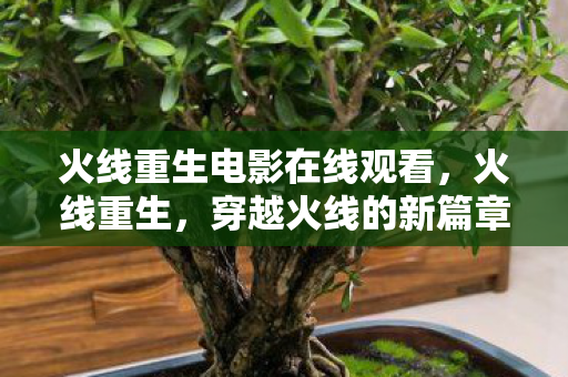 火线重生电影在线观看，火线重生，穿越火线的新篇章与未来展望