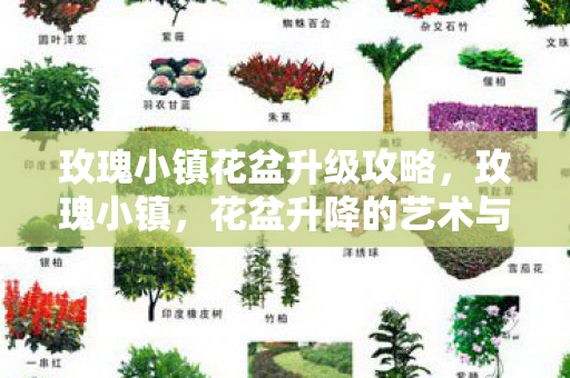 玫瑰小镇花盆升级攻略，玫瑰小镇，花盆升降的艺术与创意