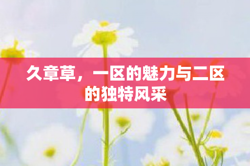 久章草，一区的魅力与二区的独特风采