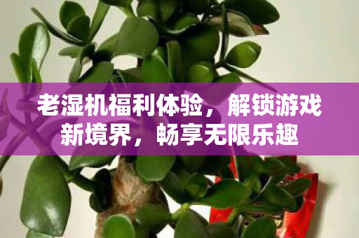 老湿机福利体验，解锁游戏新境界，畅享无限乐趣