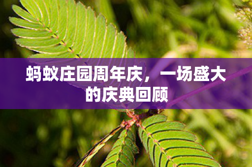 蚂蚁庄园周年庆，一场盛大的庆典回顾