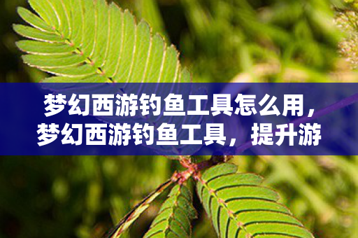 梦幻西游钓鱼工具怎么用，梦幻西游钓鱼工具，提升游戏乐趣的神奇助手