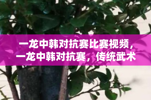 一龙中韩对抗赛比赛视频，一龙中韩对抗赛，传统武术与现代搏击的跨界碰撞