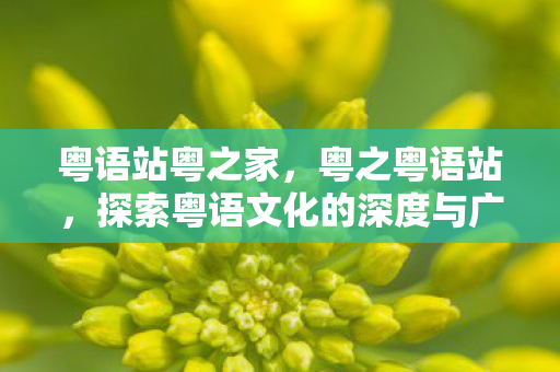 粤语站粤之家，粤之粤语站，探索粤语文化的深度与广度