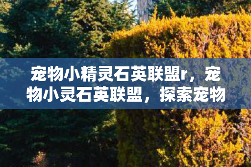 宠物小精灵石英联盟r，宠物小灵石英联盟，探索宠物世界的奇妙之旅