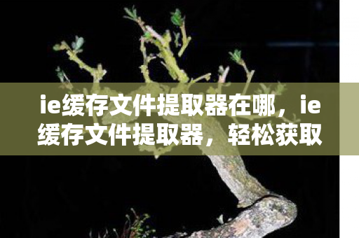 ie缓存文件提取器在哪，ie缓存文件提取器，轻松获取浏览器缓存文件
