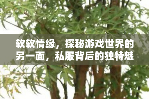 软软情缘，探秘游戏世界的另一面，私服背后的独特魅力与运营挑战