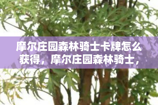 摩尔庄园森林骑士卡牌怎么获得，摩尔庄园森林骑士，探索神秘森林的奇幻之旅