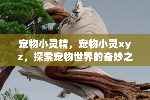 宠物小灵精,宠物小灵xyz,探索宠物世界的奇妙之旅 宠物小灵精,宠物小灵xyz,探索宠物世界的奇妙之旅
