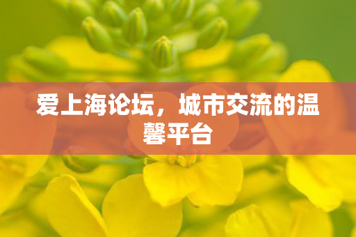 爱上海论坛,城市交流的温馨平台 爱上海论坛,城市交流的温馨平台