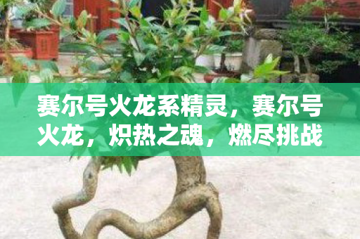 赛尔号火龙系精灵，赛尔号火龙，炽热之魂，燃尽挑战
