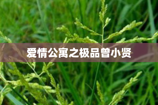 爱情公寓之极品曾小贤