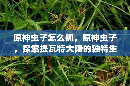 原神虫子怎么抓，原神虫子，探索提瓦特大陆的独特生态