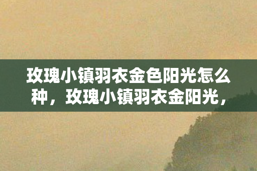玫瑰小镇羽衣金色阳光怎么种，玫瑰小镇羽衣金阳光，探索虚拟世界的无限可能