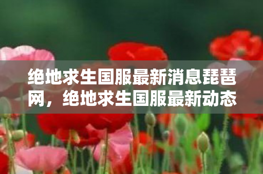 绝地求生国服最新消息琵琶网，绝地求生国服最新动态，优化升级与未来展望