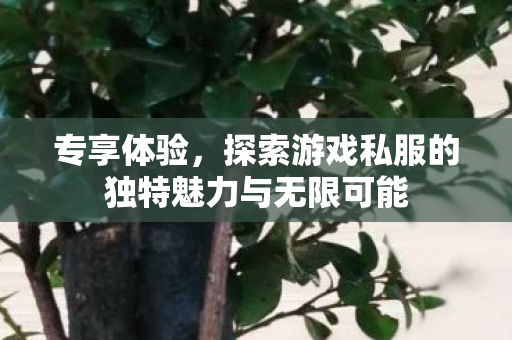 专享体验，探索游戏私服的独特魅力与无限可能
