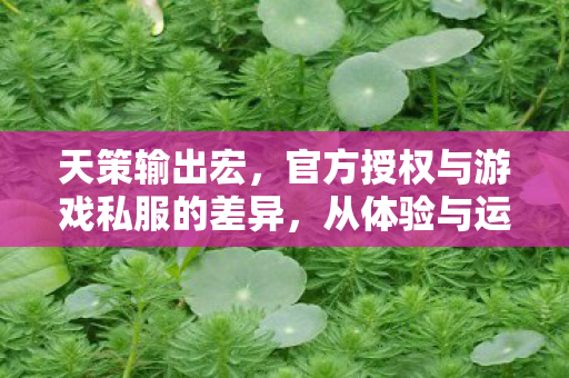天策输出宏，官方授权与游戏私服的差异，从体验与运营看正版价值