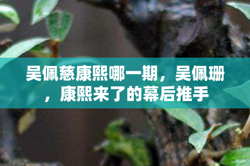 吴佩慈康熙哪一期，吴佩珊，康熙来了的幕后推手