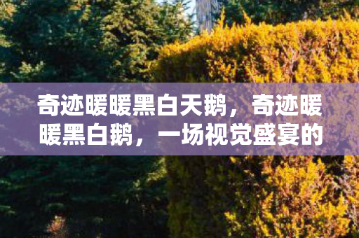 奇迹暖暖黑白天鹅，奇迹暖暖黑白鹅，一场视觉盛宴的幕后揭秘