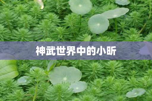 神武世界中的小昕