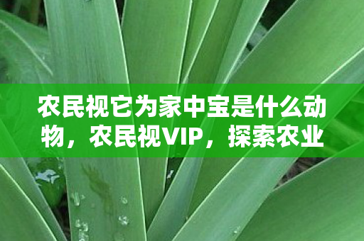 农民视它为家中宝是什么动物，农民视VIP，探索农业数字化新路径