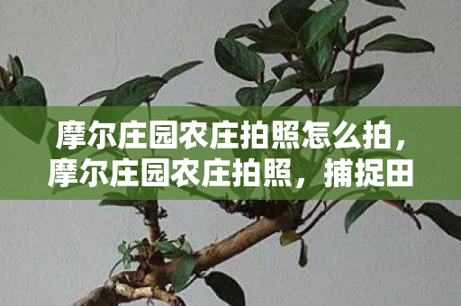 摩尔庄园农庄拍照怎么拍，摩尔庄园农庄拍照，捕捉田园风光，记录美好瞬间